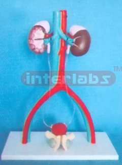 HUMAN URINARY SYSTEM MODEL